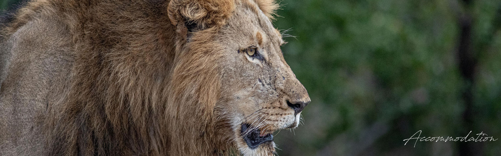 Game Drive specials in Hoedspruit