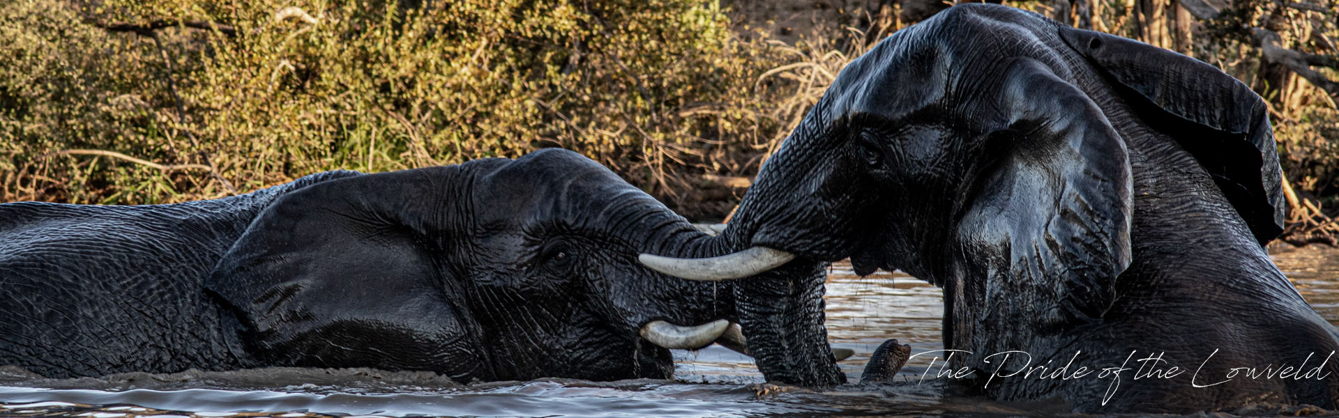 Big 5 Game Drive specials in Hoedspruit