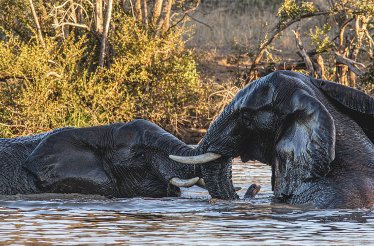 Big 5 Game Drive specials in Hoedspruit