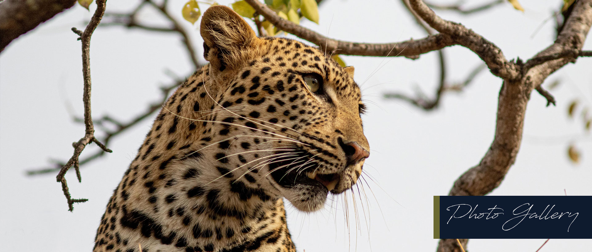 Big 5 Game Drives in Hoedspruit Photo Gallery