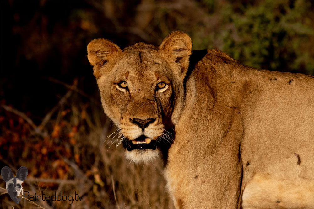 Bush Walks on Pridelands in Hoedspruit