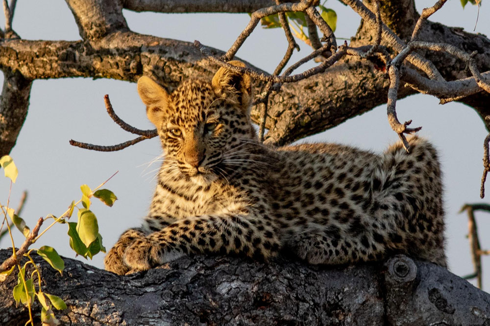 Activities in nature on Pridelands Conservancy